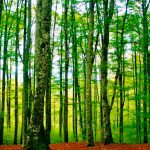 viajar a navarra